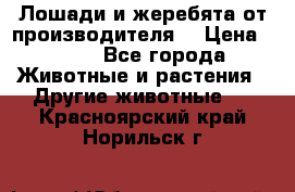 Лошади и жеребята от производителя. › Цена ­ 120 - Все города Животные и растения » Другие животные   . Красноярский край,Норильск г.